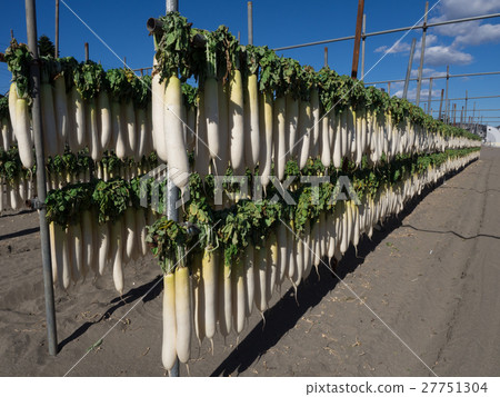 Local radish dried on the Miura coast 1 27751304