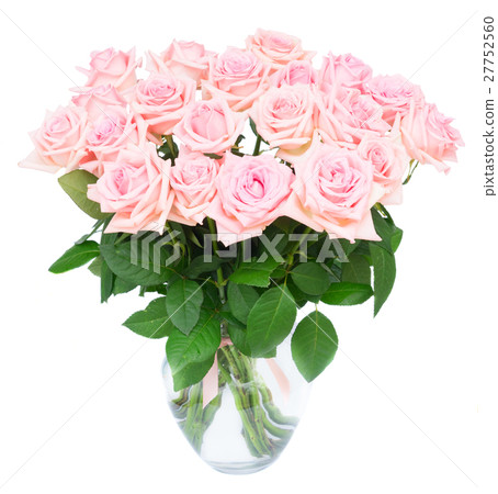 Pink blooming roses Pink blooming roses 27752560