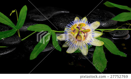 passiflora green branch with flower on zen stones 27752769