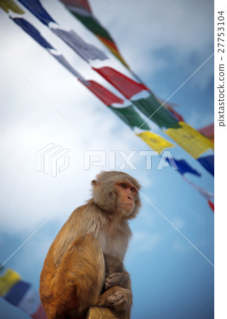 Monkeys in Pashupatinath 27753104
