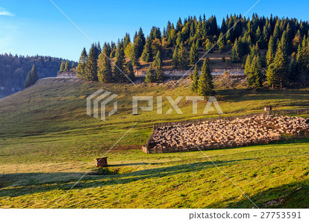 flock of sheep on meadow near forest in mountains flock of sheep on meadow near forest in mountains 27753591