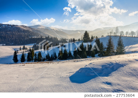 spruce forest on snowy meadow in high mountains spruce forest on snowy meadow in high mountains 27753604