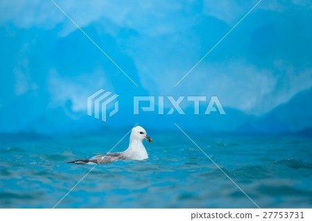 Northern Fulmar, Fulmarus glacialis, white bird Northern Fulmar, Fulmarus glacialis, white bird 27753731