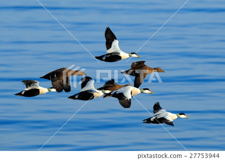 Eider, Somateria mollissima, flock of birds, beaut Eider, Somateria mollissima, flock of birds, beaut 27753944