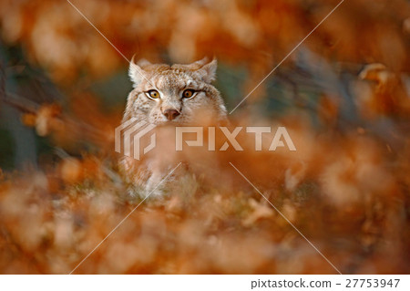 Eurasian Lynx, portrait of wild cat hidden orange 27753947