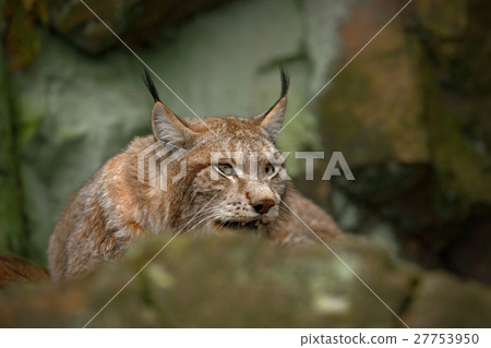 Eurasian Lynx sitting under rock 27753950