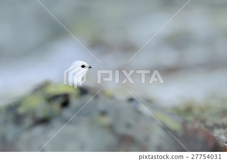 Rock Ptarmigan, Lagopus mutus, hidden portrait Rock Ptarmigan, Lagopus mutus, hidden portrait 27754031