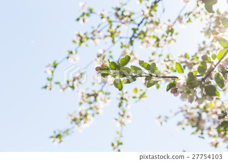 Blooming apple tree 27754103