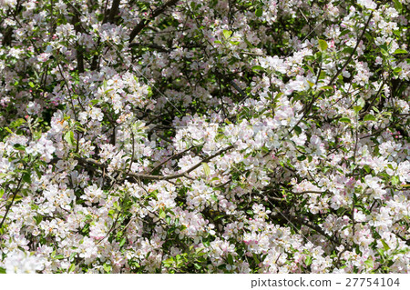Blooming apple tree 27754104