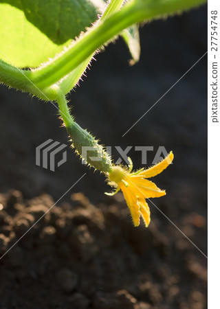 organic vegetable, growing cucumbers on the field 27754748