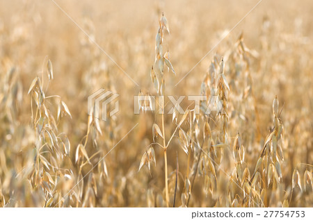 organic golden ripe ears of oats in field 27754753