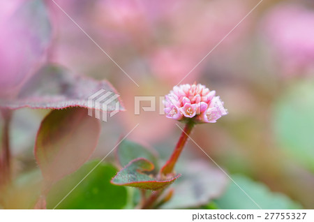 姬鶴蕎麥麵 姬鶴蕎麥麵 27755327