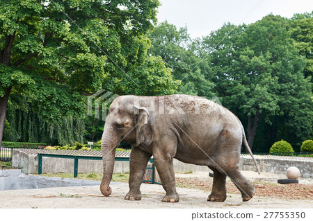 African elephant walks through the arena in zoo African elephant walks through the arena in zoo 27755350