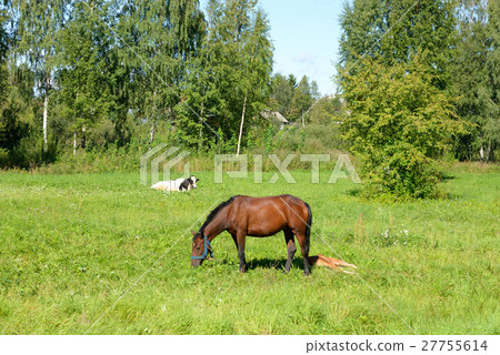 Summer landscape with grazing horse. 27755614