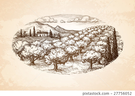 Hand drawn olive grove landscape. Hand drawn olive grove landscape. 27756052