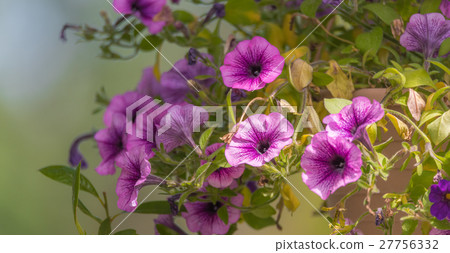 Springtime lavender pink wave petunias in bloom. 27756332