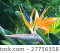 Sutorerichia 27756358