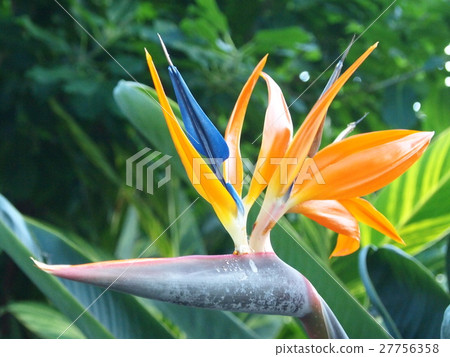 Sutorerichia 27756358