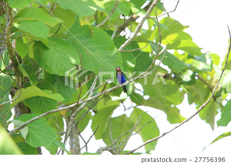 Jawa Shoubin Jawa Shoubin 27756396