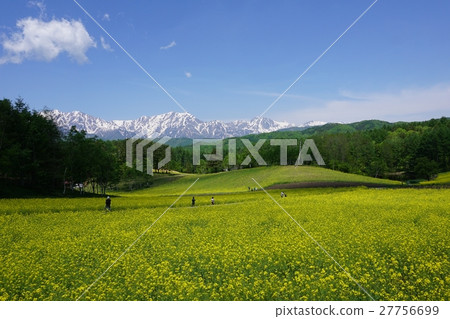 Rapeseed field, Spring Shinshu Nakayama Plateau where the Northern Alps shines Rapeseed field, Spring Shinshu Nakayama Plateau where the Northern Alps shines 27756699