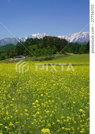 Rapeseed field, Spring Shinshu Nakayama Plateau where the Northern Alps shines 27756705
