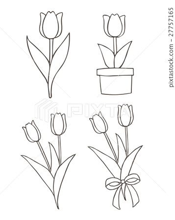 鬱金香 鬱金香 27757165