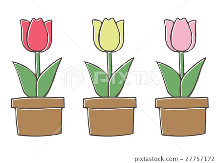 Tulip Tulip 27757172