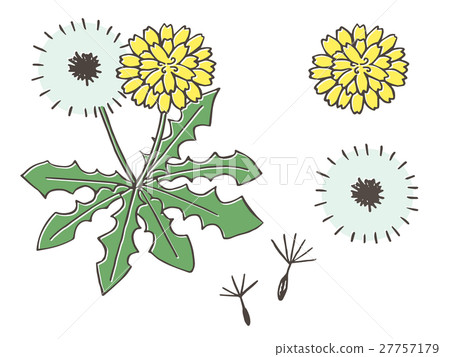 Dandelion fluff 27757179