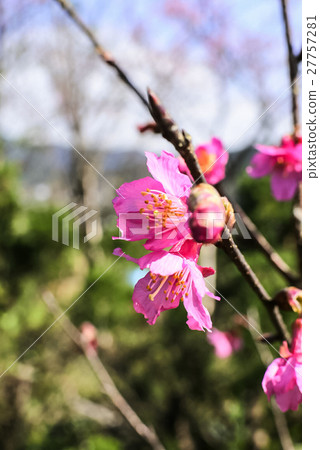 Taiwan, Sakura, Sakura, Taira-ku, Yomei, Purple, Flower season 27757281