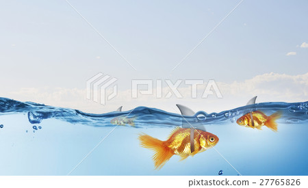 Gold fish with shark flip Gold fish with shark flip 27765826