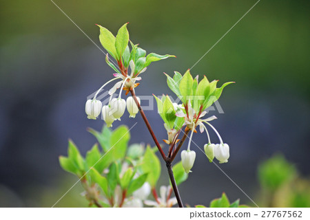 Dudendazzi like wind chimes blooming in the park above the mountain 27767562