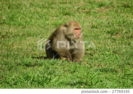 台灣獼猴 27769195