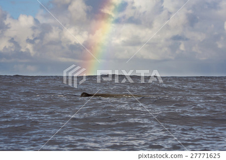 Sperm whale swarming against rainbow background Ogasawara Sperm whale swarming against rainbow background Ogasawara 27771625