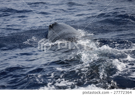 抹香鯨的父母和孩子 抹香鯨的父母和孩子 27772364