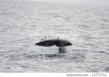 Squirrel raising the tail fin whale Ogasawara Squirrel raising the tail fin whale Ogasawara 27772754
