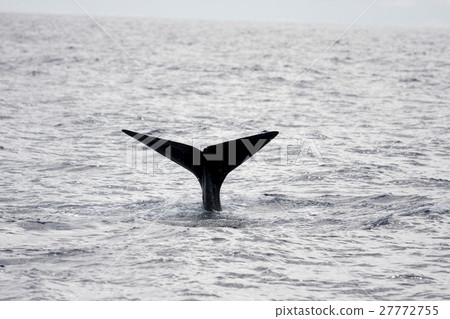 Squirrel raising the tail fin whale Ogasawara Squirrel raising the tail fin whale Ogasawara 27772755