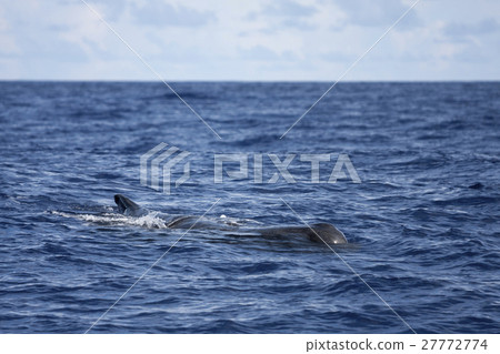 Sperm whale Ogasawara Sperm whale Ogasawara 27772774