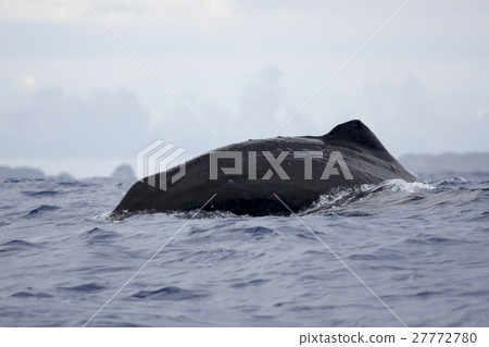 Sperm whale Ogasawara Sperm whale Ogasawara 27772780