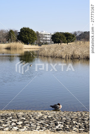 冬季公園 27773167