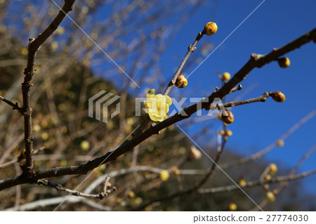 Lobai flower 27774030