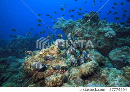 Flock of Yuzen in Ogasawara Flock of Yuzen in Ogasawara 27774394