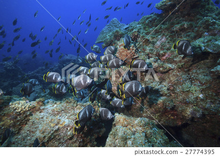 Flock of Yuzen in Ogasawara Flock of Yuzen in Ogasawara 27774395