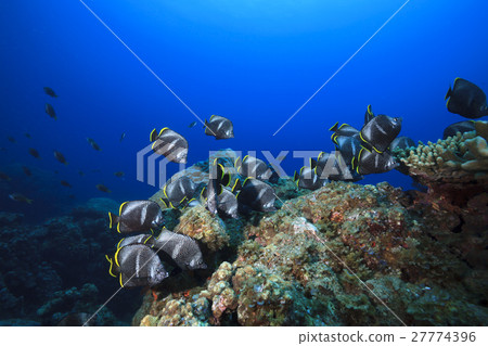 Flock of Yuzen in Ogasawara 27774396