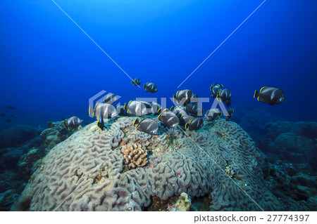 Flock of Yuzen in Ogasawara 27774397