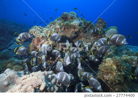 在小笠原的Yuzen群 27774400