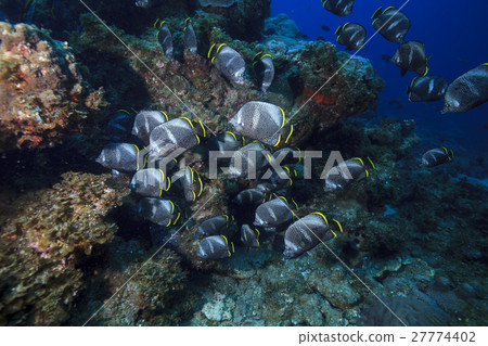Flock of Yuzen in Ogasawara Flock of Yuzen in Ogasawara 27774402