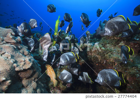 Flock of Yuzen in Ogasawara 27774404