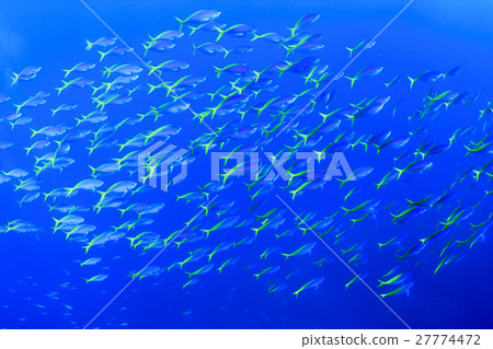 一群Uumebomodoki小笠原 一群Uumebomodoki小笠原 27774472