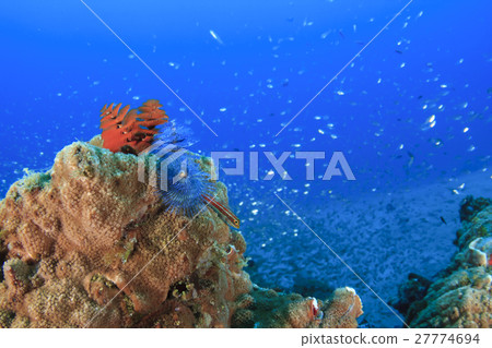 Ibarakurasshi和Tatejima Heavy gimpo 27774694