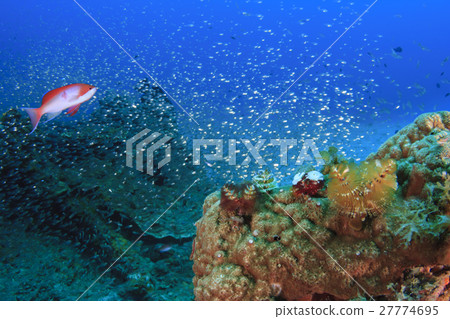 Cashew Hananai和Ibarakanzashi 27774695